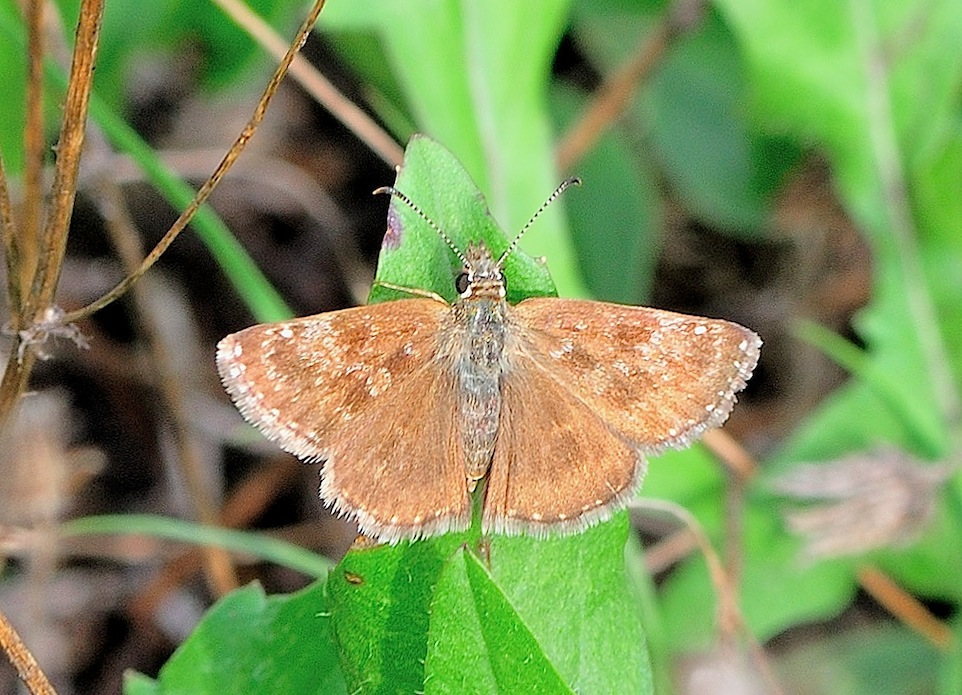 Erynnis tages femmina?